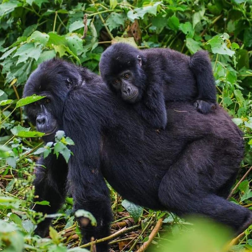 Gorilla Hills Eco-Lodge Kisoro Luaran gambar